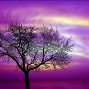 Picture Of Utopian Tree Silhouette